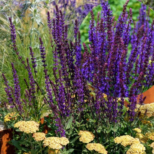 Salvia nemorosa 'Caradonna Compact' - Metssalvei 'Caradonna Compact' P9/0,55L 